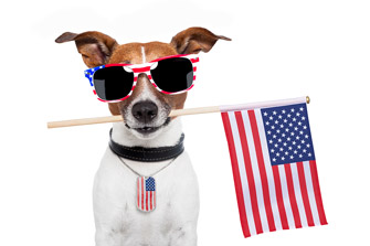 Fourth of July Dog
