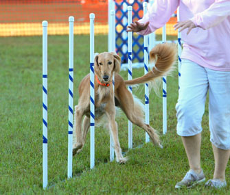 dog weaving through poles in an agility course