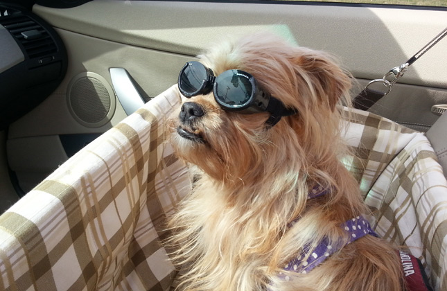 Sophie wears Doggles in the car.