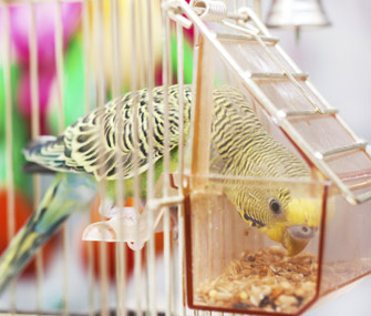 Feeding a pet bird