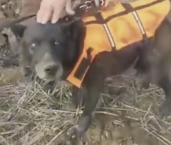 A blind dog was named Christmas by rescuers who saved him from a well in Bosnia.