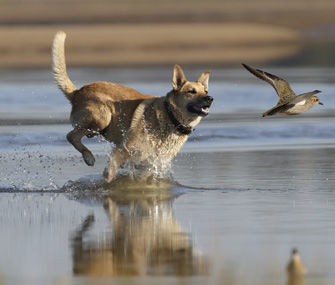 Dog chasing bird