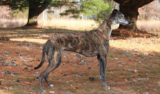 Greyhound Breed Information