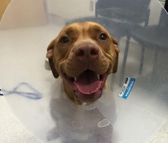 Mahalo is recovering after a dramatic encounter with a porcupine threatened her life.