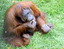 Smoking Orangutan
