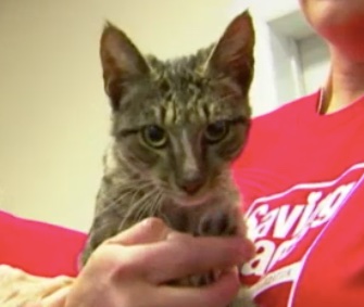Kringle was rescued from a trash bag on the side of the road by public works employees in Miami.