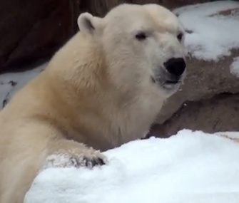 Anana, a resident of a Chicago zoo, will stay indoors during the extreme cold there.