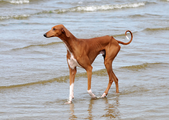 super rare dog breeds