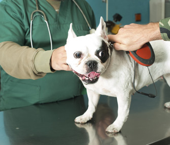 Dog at the Vet