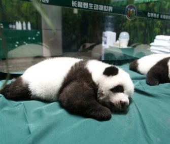 The world's only surviving panda triplets turned 100 days old Wednesday.