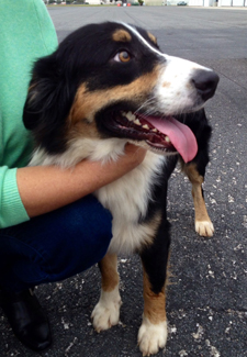 black and white rescue dog