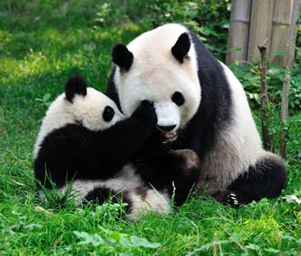 Pandas at Chengdu Panda Breeding Center