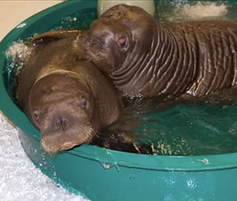 Walruses Mitik and Pakak are leaving Alaska for new aquarium homes.