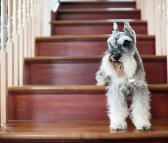 Miniature Schnauzer standing on stairs