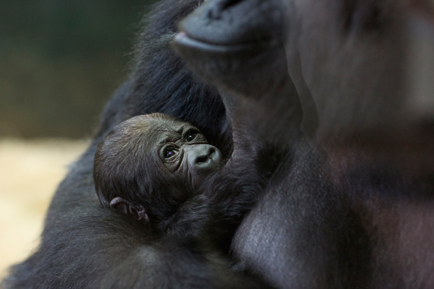 Baby gorilla and mom