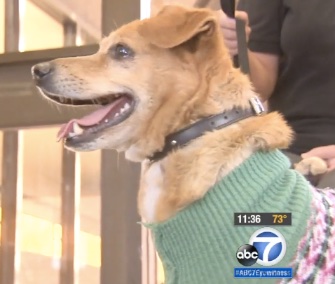 A week after he was dramatically saved from the Los Angeles River, Lucky the dog was adopted by the woman who spotted him struggling in the water.