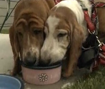 Allie and 'Bama were happily reunited with their owners after being missing for more than five years.