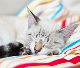 How To Care For An 8 To 12 Week Old Kitten Sleeping Kitten 12 Week Old Kitten Kittens Cutest