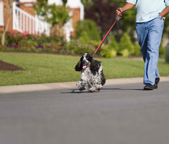 Walking dog