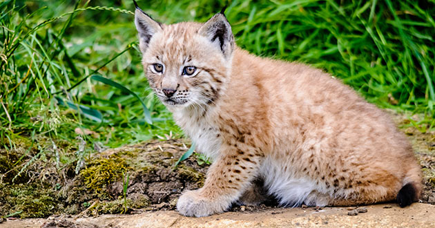 Lynx kitten at the Whipsnade Zoo