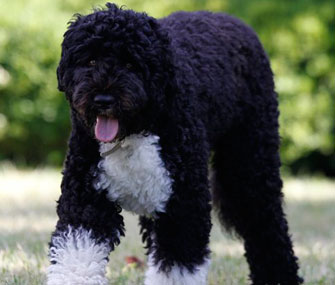 Bo Obama