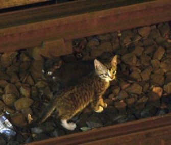 One of the two kittens scampers away from authorities on a New York subway track.