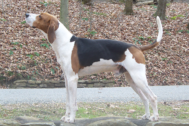 Treeing Walker Coonhound
