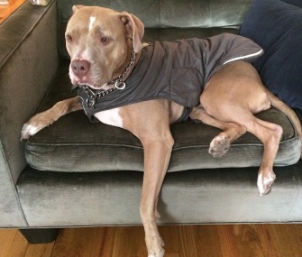 A $5,000 reward is being offered for the safe return of Sugar, a 4-year-old Pit Bull mix who was lost in New York.