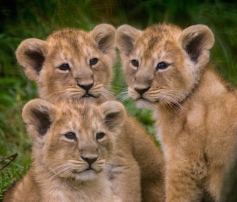 Three female lion cubs made their debt at the Cotswold Wildlife Park this week.