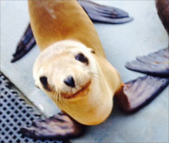Hoppie is recovering from his inland adventure at The Marine Mammal Center in California.