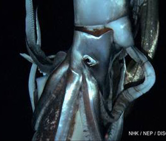 Giant squid