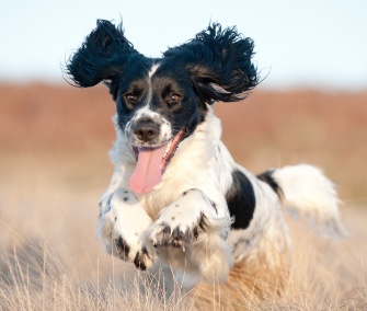 Joyful running dog