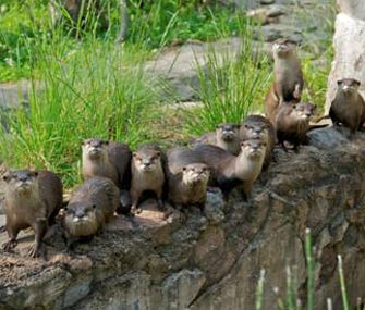 National Zoo Otter family