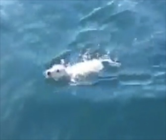 A sailing crew rescued Noodles the puppy from waters off the coast of Naples, Italy.