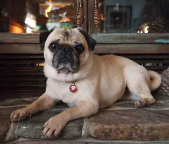 Mikkel Becker's Pug, Bruce