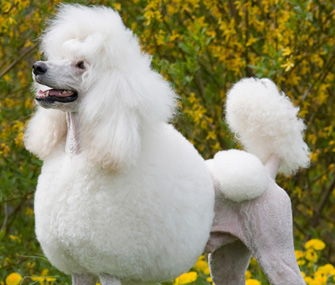Poodle