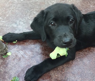 Willow will soon be reunited with the Byrd family after a tragic car wreck.