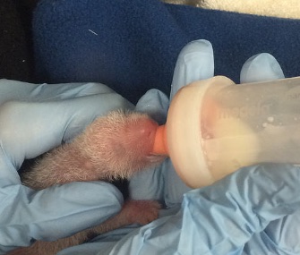 The smaller of the panda cub twins born at the National Zoo died Wednesday, when it was four days old.