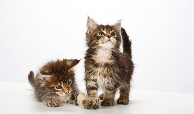 Maine Coon Cat Breed Information