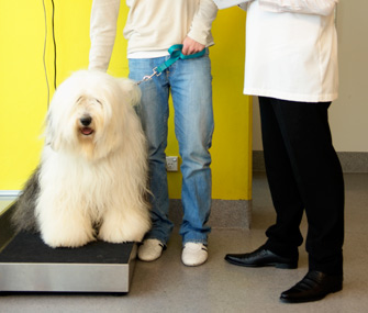 Dog on Scale With Vet