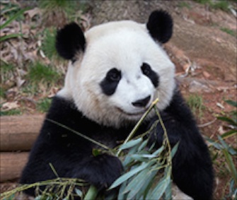 Zoo Atlanta's 3- and 5-year-old pandas Xi Lan and Po leave for China today.