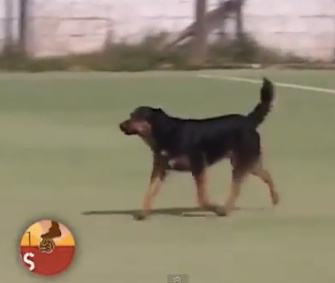 A dog walked onto a soccer field in Argentina, and scored a goal.
