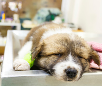 Puppy at Vet ER