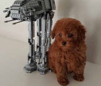 Nine-year-old actor Jacob Tremblay named his puppy Rey after the heroine in Star Wars.