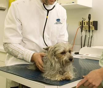 Senior dog and vet