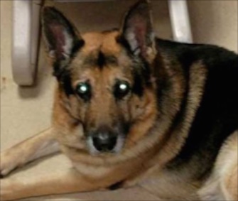 Bela will get a new home at Best Friends Animal Society in Utah just in time for Christmas.