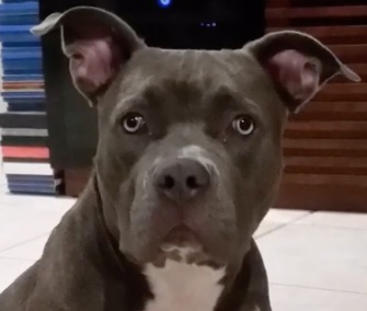 A Pit Bull named Gypsy was rescued from a Florida river by workers in a tugboat.