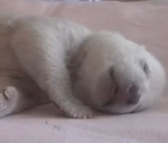 Polar Bear China cub