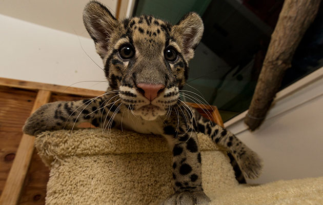 baby clouded leopard
