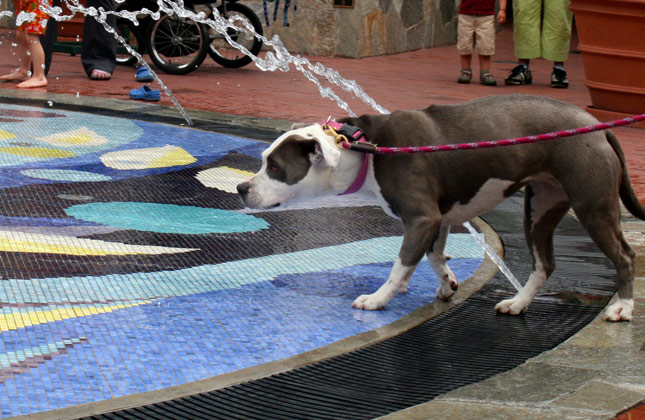 Baby the Pit Bull at the fountain
